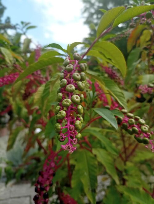 Read more about the article Not So Gentle: The Untamed Power of Poke Root in Herbal and Traditional Medicine